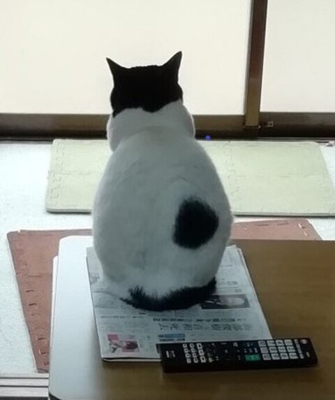 ヌンヌンさん 居場所 無くした 寒い