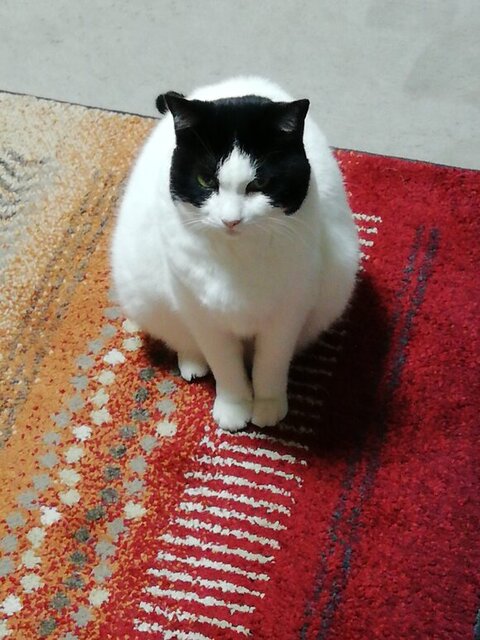 ヌンヌンさん 居場所 無くした 寒い