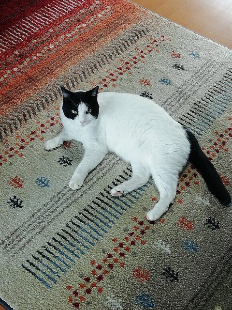 ヌンヌンさん 居場所 無くした 寒い