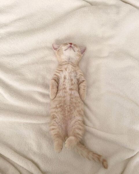 垂直寝 秘技 ちくわ マンチカン ころもくん 子猫 かわいい Instagram