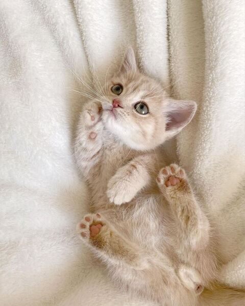 垂直寝 秘技 ちくわ マンチカン ころもくん