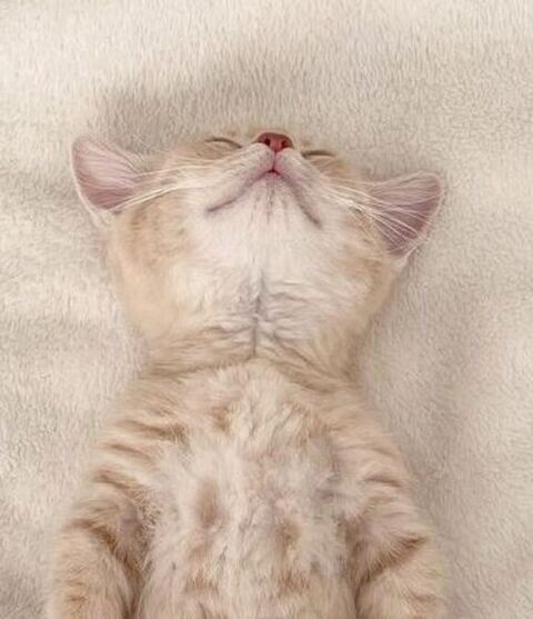 垂直寝 秘技 ちくわ マンチカン ころもくん  子猫 かわいい Instagram