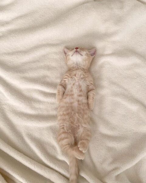 垂直寝 秘技 ちくわ マンチカン ころもくん  子猫 かわいい Instagram