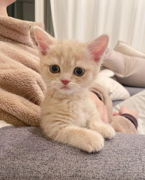 垂直寝 秘技 ちくわ マンチカン ころもくん  子猫 かわいい Instagram