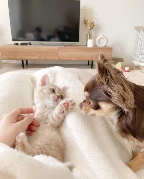 垂直寝 秘技 ちくわ マンチカン ころもくん  子猫 かわいい Instagram