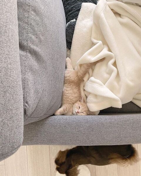 垂直寝 秘技 ちくわ マンチカン ころもくん  子猫 かわいい Instagram