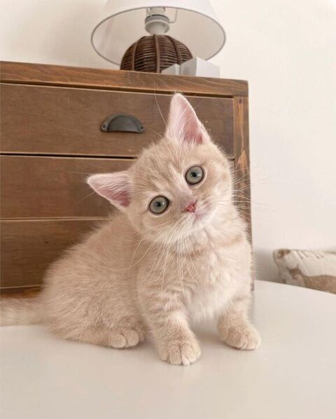 垂直寝 秘技 ちくわ マンチカン ころもくん  子猫 かわいい Instagram