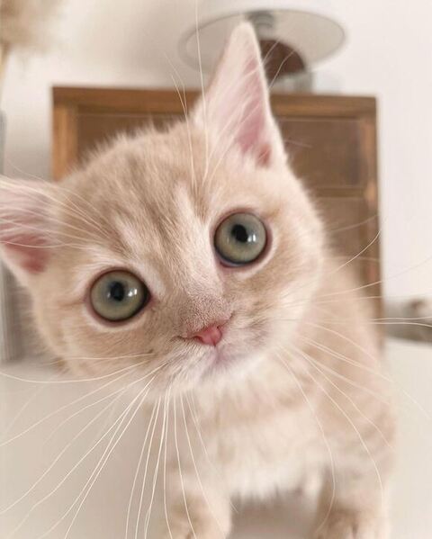 垂直寝 秘技 ちくわ マンチカン ころもくん