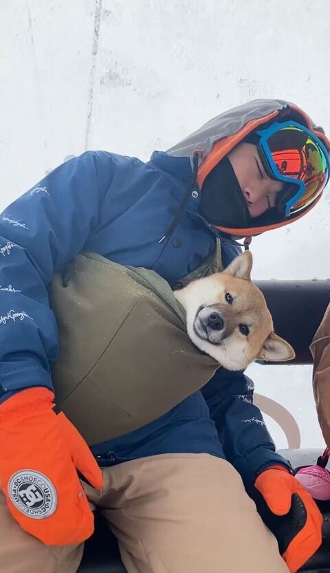 犬