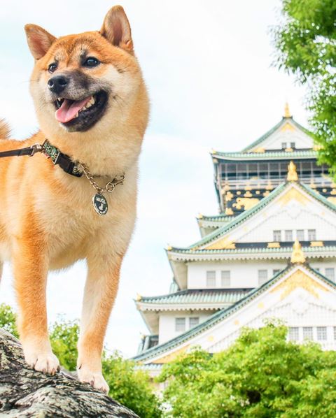 ゲレンデ 豆柴 抱っこひも 同じ角度