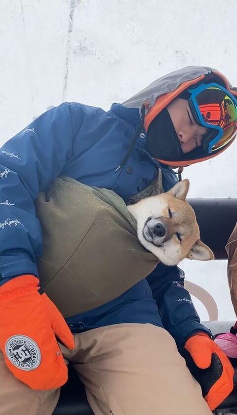 ゲレンデ 柴犬 抱っこひも 同じ角度