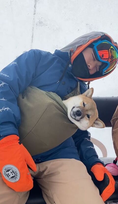 ゲレンデ 柴犬 抱っこひも 同じ角度