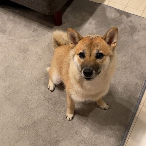 ゲレンデ 柴犬 抱っこひも 同じ角度