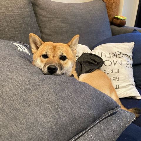 ゲレンデ 柴犬 抱っこひも 同じ角度