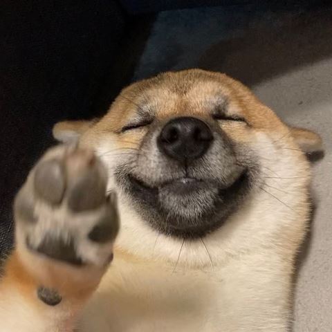 ゲレンデ 柴犬 抱っこひも 同じ角度