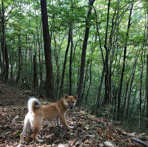 ゲレンデ 豆柴 抱っこひも 同じ角度