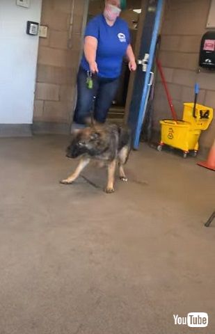 神経症のワンコ