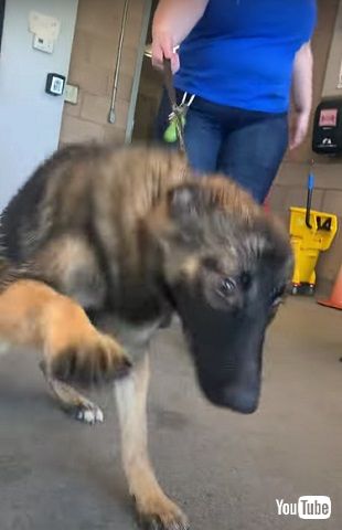 神経症のワンコ