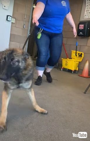 神経症のワンコ