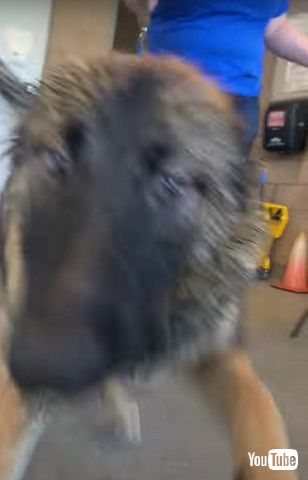 神経症のワンコ