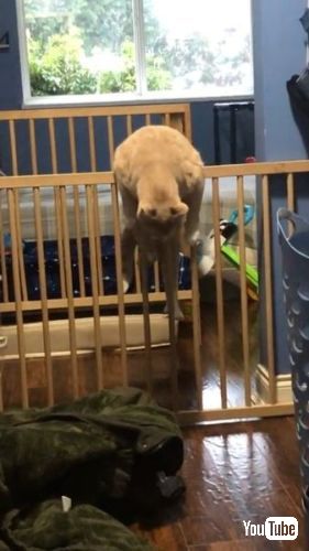 猫 柵 苦労 カナダ