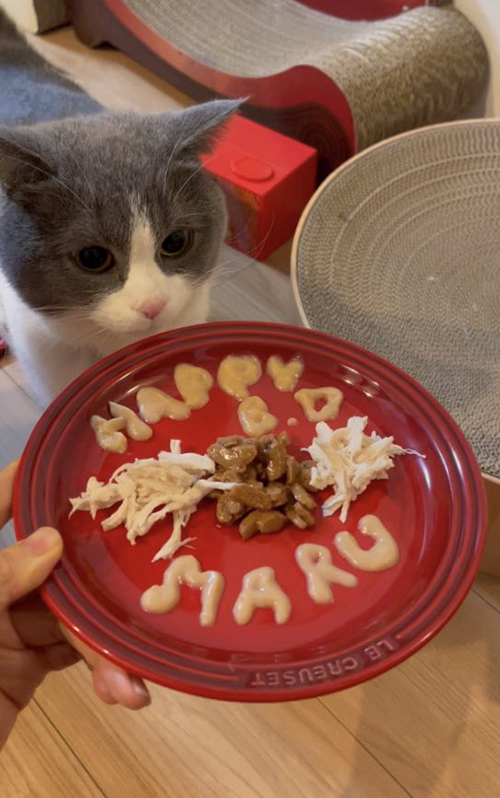 ラグドール　ブリティッシュショートヘア　猫　風呂　面白　動画