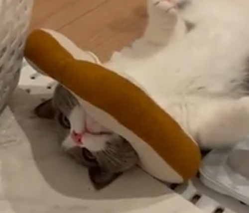 ラグドール　ブリティッシュショートヘア　猫　風呂　面白　動画