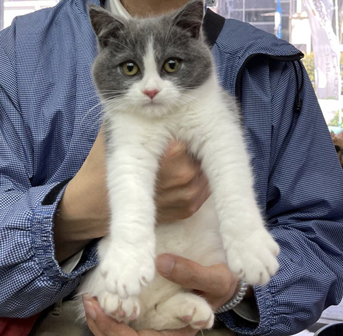 ラグドール　ブリティッシュショートヘア　猫　風呂　面白　動画