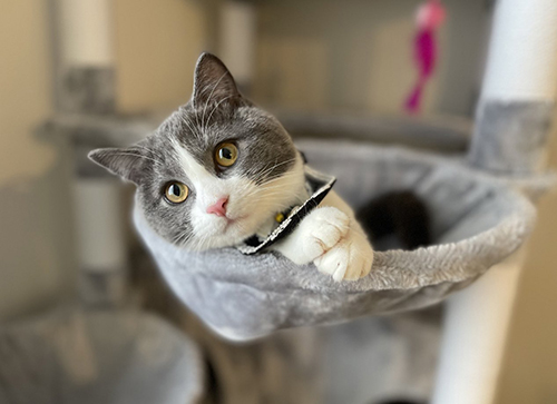 ラグドール　ブリティッシュショートヘア　猫　風呂　面白　動画