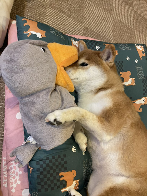 ぬいぐるみとキス