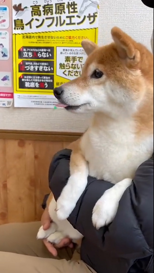 病院で待つ犬