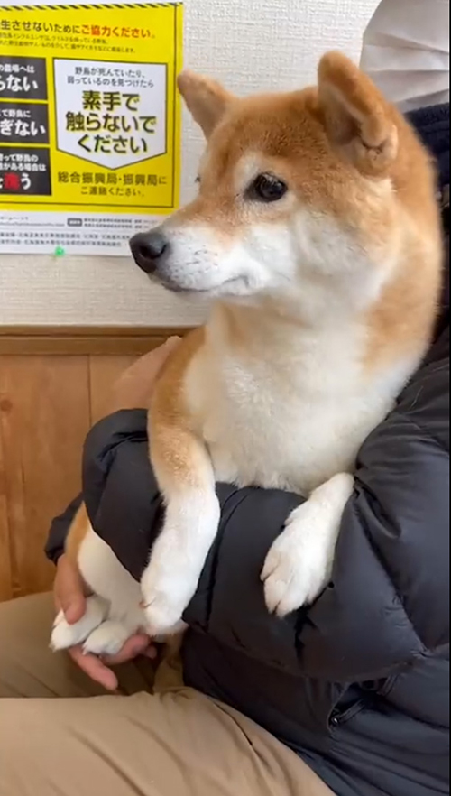 不安そうなコウちゃん