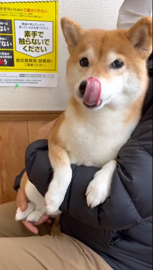 鼻ぺろコウちゃん