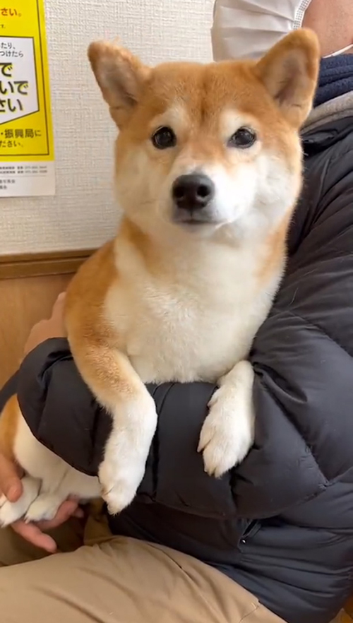 カメラ目線コウちゃん