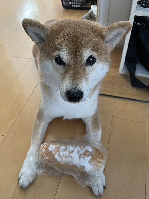 揚げパンとコウちゃん