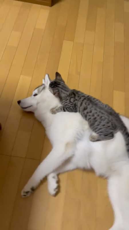 シベリアンハスキー 猫 3日ぶり 帰宅 熱烈 歓迎 仲良し 親子