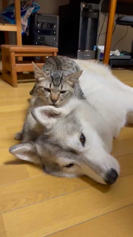 シベリアンハスキー 猫 3日ぶり 帰宅 熱烈 歓迎 仲良し 親子