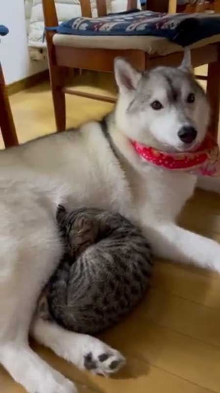 シベリアンハスキー 猫 3日ぶり 帰宅 熱烈 歓迎 仲良し 親子