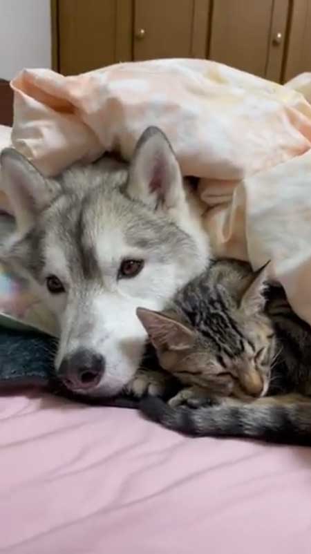シベリアンハスキー 猫 3日ぶり 帰宅 熱烈 歓迎 仲良し 親子
