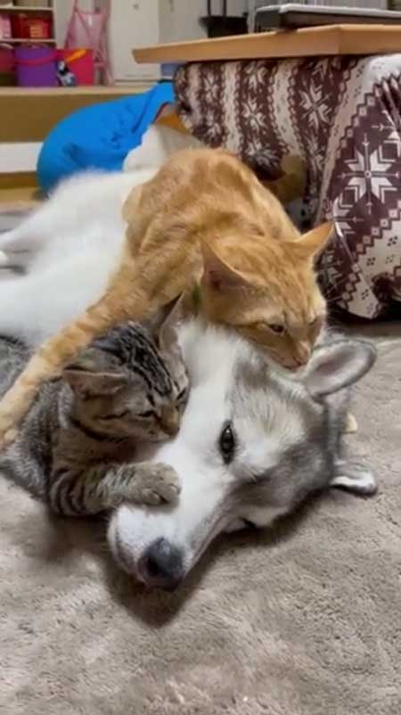 シベリアンハスキー 猫 3日ぶり 帰宅 熱烈 歓迎 仲良し 親子