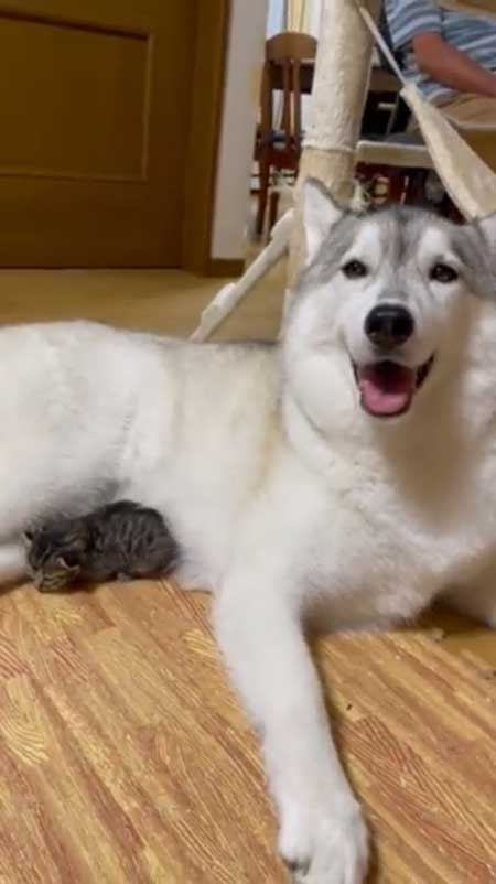 シベリアンハスキー 猫 3日ぶり 帰宅 熱烈 歓迎 仲良し 親子