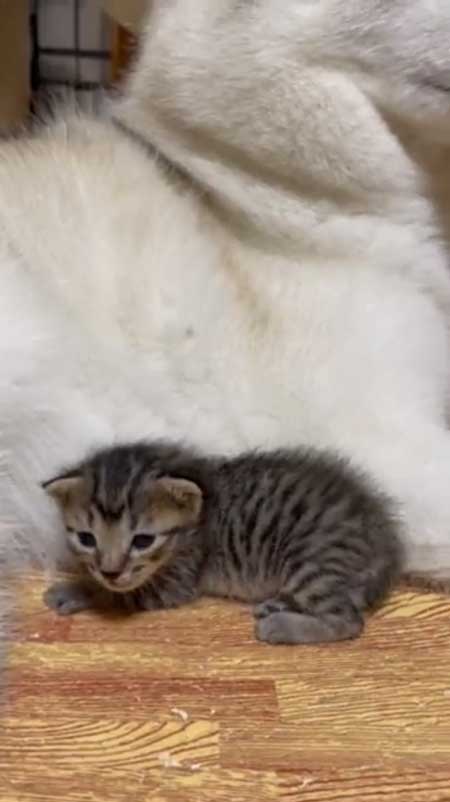 シベリアンハスキー 猫 3日ぶり 帰宅 熱烈 歓迎 仲良し 親子