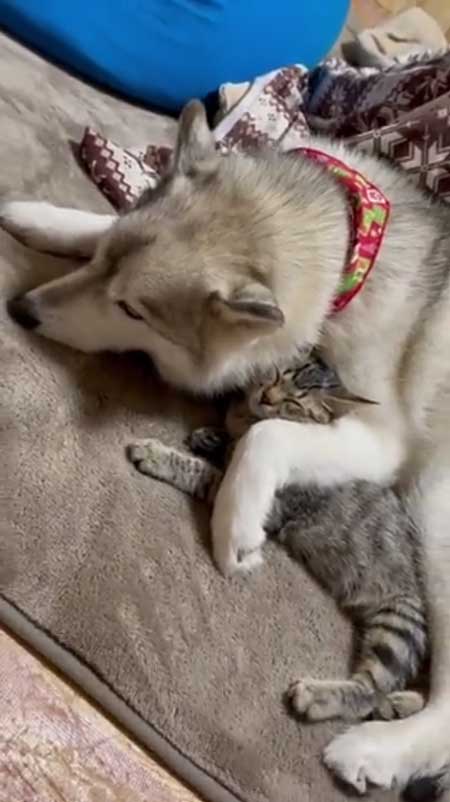 シベリアンハスキー 猫 3日ぶり 帰宅 熱烈 歓迎 仲良し 親子