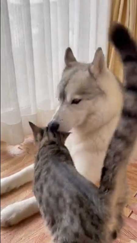 シベリアンハスキー 猫 3日ぶり 帰宅 熱烈 歓迎 仲良し 親子