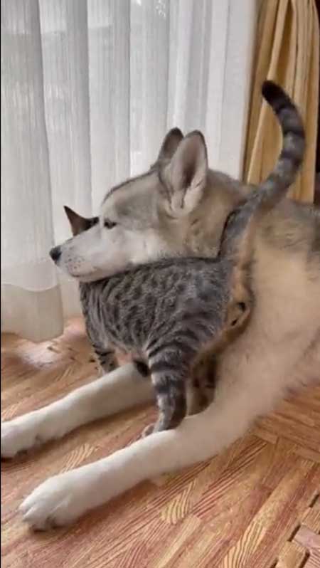 シベリアンハスキー 猫 3日ぶり 帰宅 熱烈 歓迎 仲良し 親子