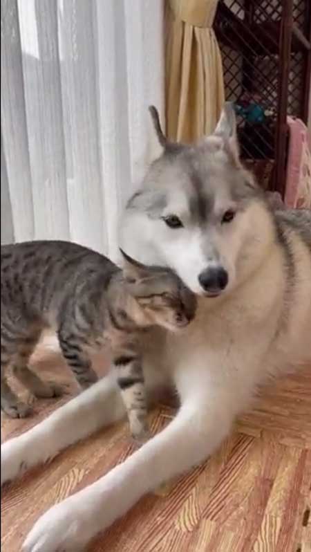 シベリアンハスキー 猫 3日ぶり 帰宅 熱烈 歓迎 仲良し 親子