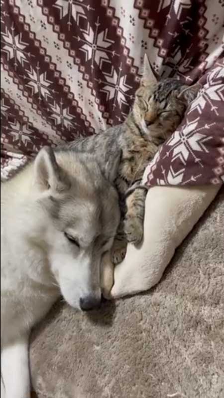 シベリアンハスキー 猫 3日ぶり 帰宅 熱烈 歓迎 仲良し 親子