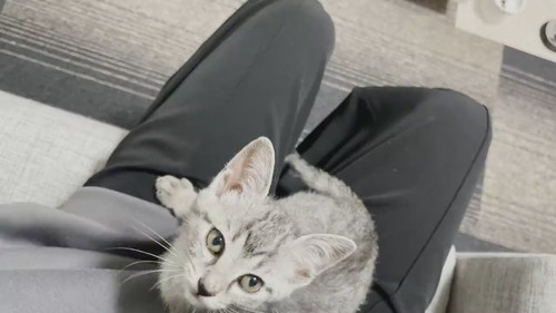 思いっきり鳴いておしゃぶり要求ととまるくん 保護子猫 ととまるとはんみ 指しゃぶり 甘えん坊 動画