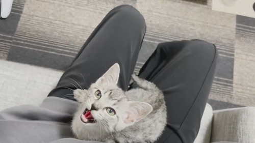 思いっきり鳴いておしゃぶり要求ととまるくん 保護子猫 ととまるとはんみ 指しゃぶり 甘えん坊 動画