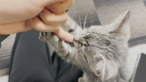 思いっきり鳴いておしゃぶり要求ととまるくん 保護子猫 ととまるとはんみ 指しゃぶり 甘えん坊 動画